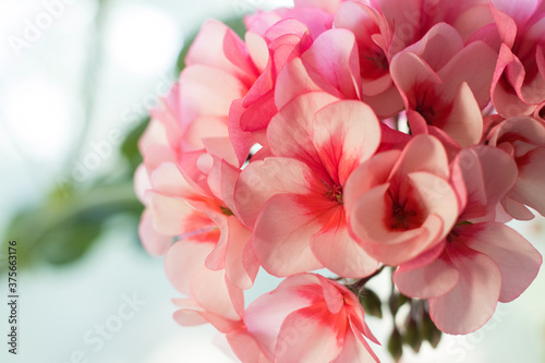 pink rose petals