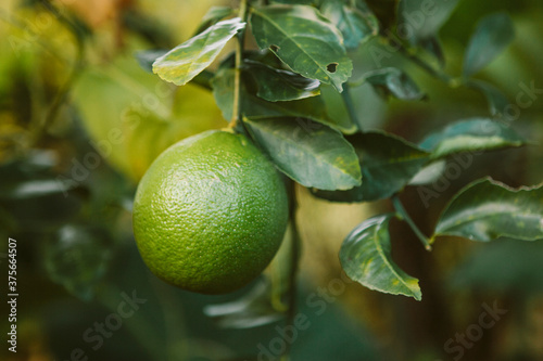 Wallpaper Mural Green Lemon on Tree Torontodigital.ca