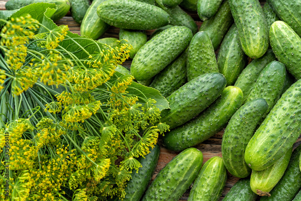 Fresh green cucumbers, garlic and chili pepper before pickling cucumbers. Fresh green cucumbers, garlic and chili pepper before pickling cucumbers.