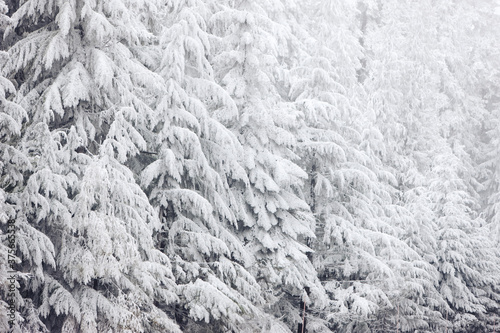 Snowy Trees
