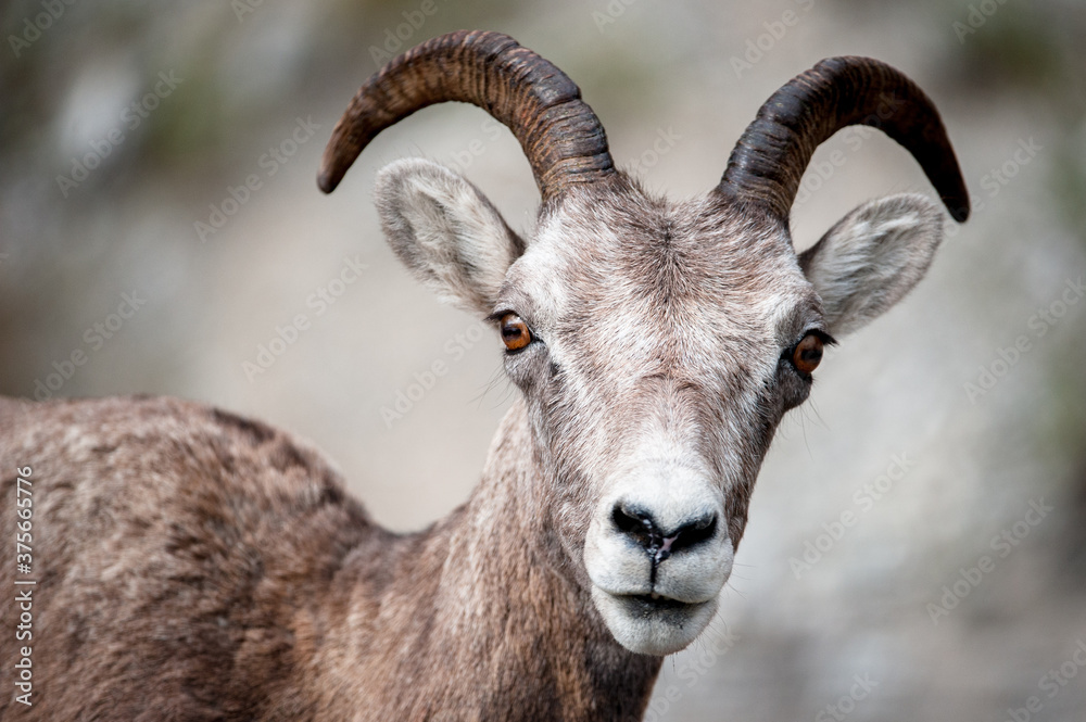 Wildlife: Head of male Bighorn Sheep (lat. Ovis canadensis) in Jasper National Wildlife: Head of male Bighorn Sheep (lat. Ovis canadensis) in Jasper National