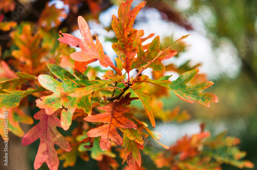 oak leaves changing in autumn photo