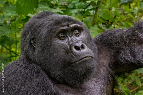 Silverback Mountain Gorilla, in Bwindi, Uganda