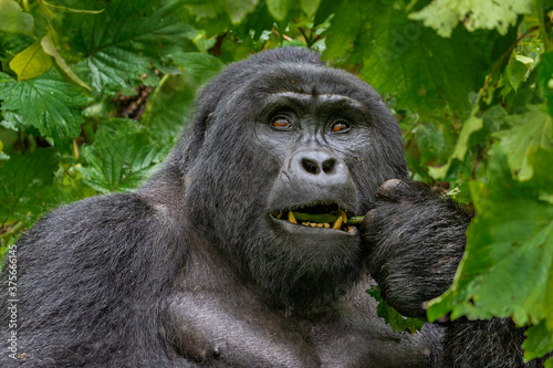 Silverback Mountain Gorilla  in Bwindi  Uganda