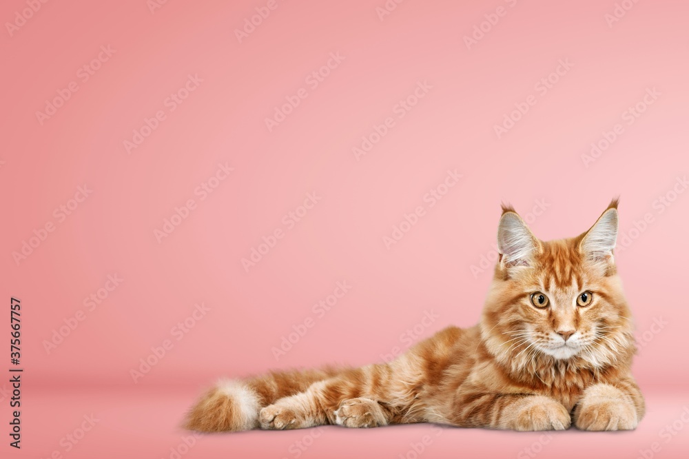 Fototapeta premium Kot.