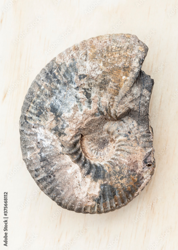 Nautilus Ammonite Fossil Nautilus Ammonite Fossil