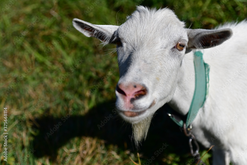 Obraz premium domestic goat on the green grass