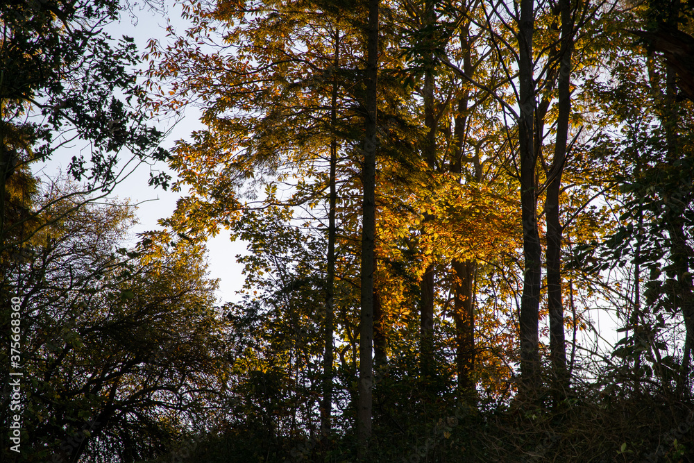 Autumn trees with golden leaves in the English countryside of Oxfordshire