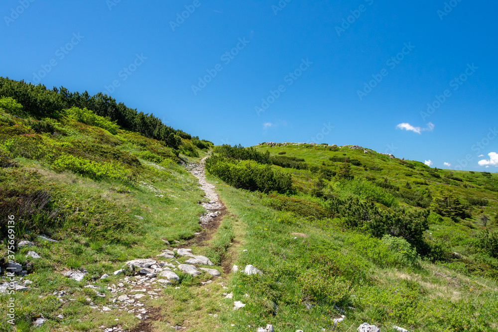 Narrow trail through a meadow in the beautiful alpine landscape of the 