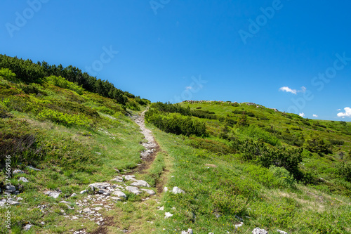 Narrow trail through a meadow in the beautiful alpine landscape of the "Dolomiti Paganella" area. Andalo, Trentino - Italy