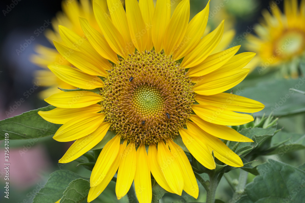 A large yellow sunflower with many honey bees A large yellow sunflower with many honey bees