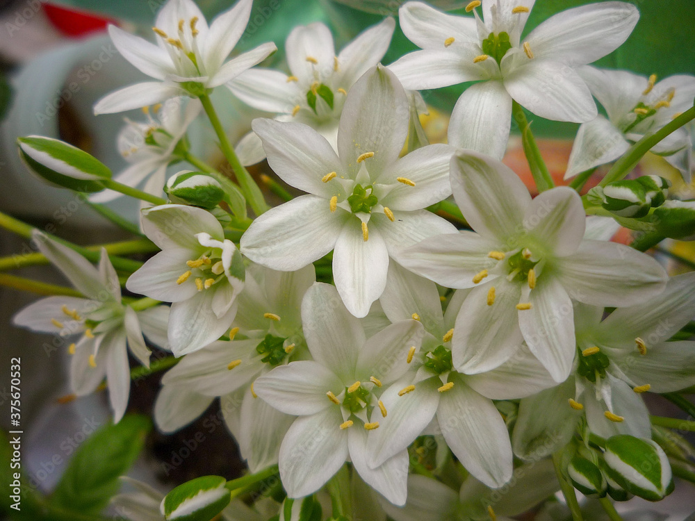 white flowers in the garden