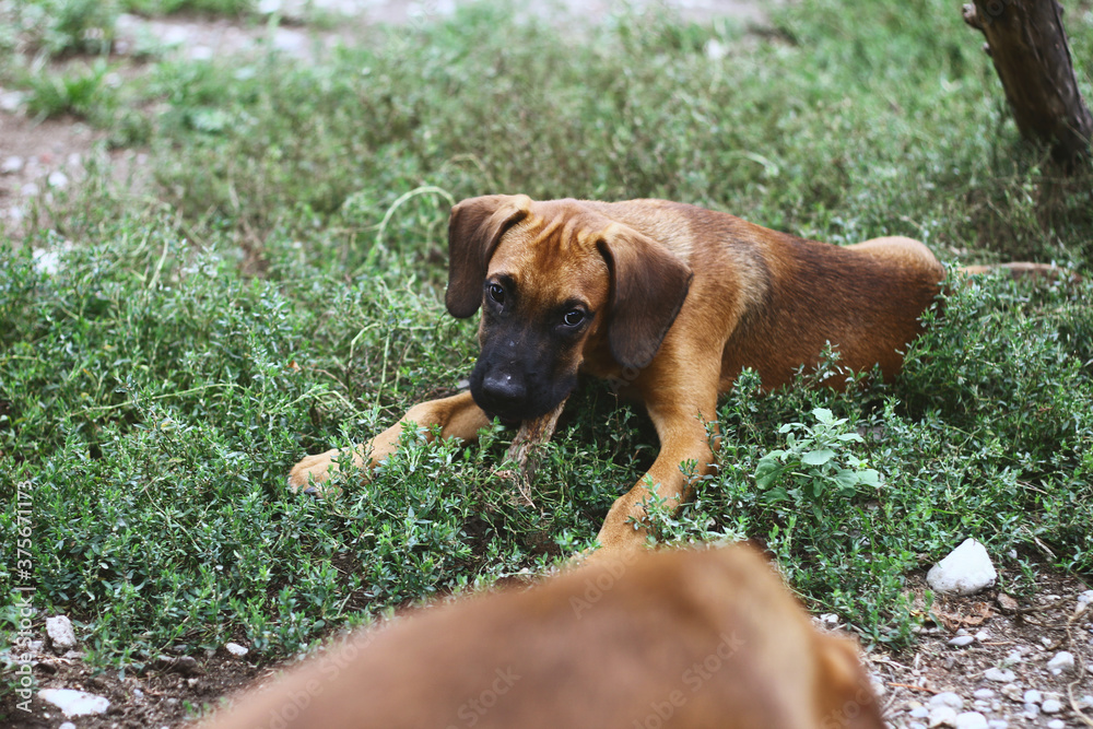 Puppy brothers in garden laying in the grass Puppy brothers in garden laying in the grass