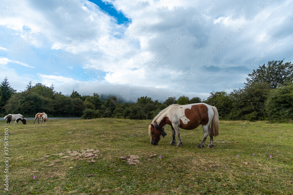 Caballo salvaje moteado de la sierra de Urbasa Caballo salvaje moteado de la sierra de Urbasa