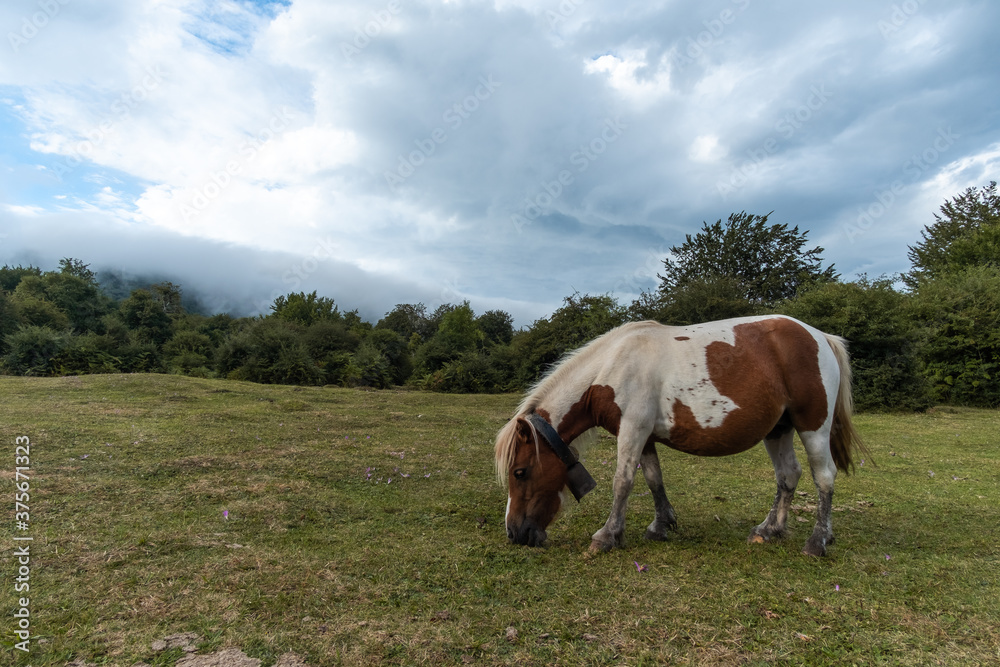 Caballo salvaje moteado de la sierra de Urbasa Caballo salvaje moteado de la sierra de Urbasa
