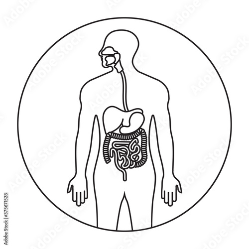 Human alimentary canal or digestive system line art icon for apps and websites