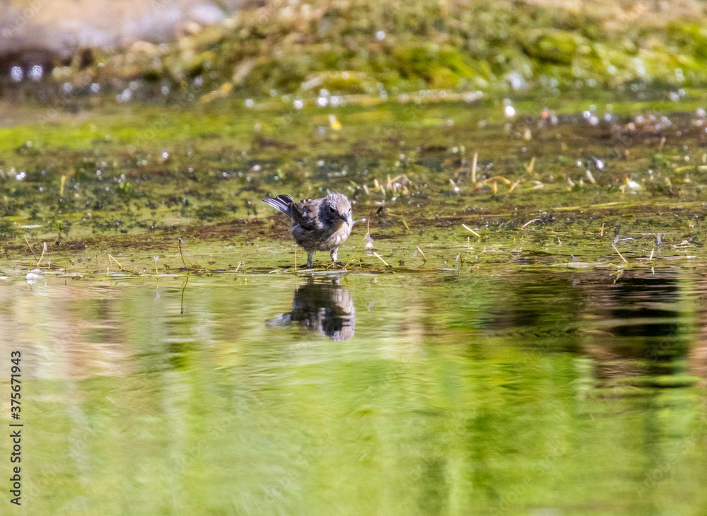 Yellow Rumped Warbler in Eleven Mile Canyon Yellow Rumped Warbler in Eleven Mile Canyon