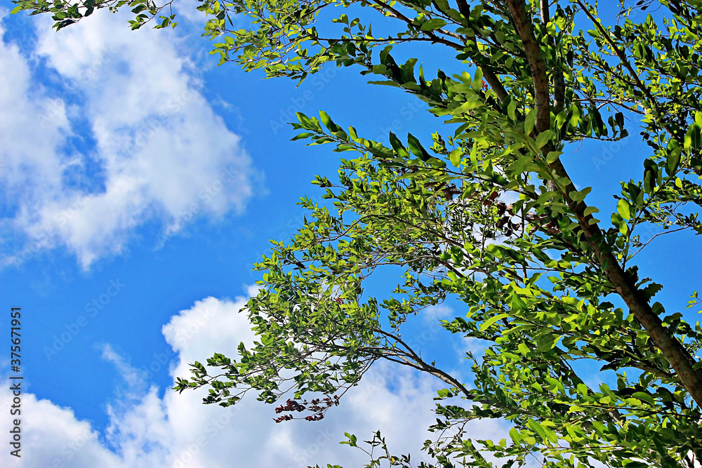 Obraz premium 나무가지 잎