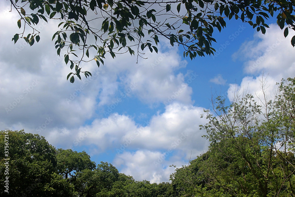 Obraz premium 하늘과 나무 잎