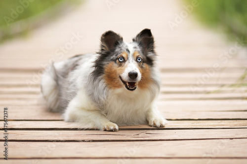 Sheltie liegt auf Holzsteg und lacht