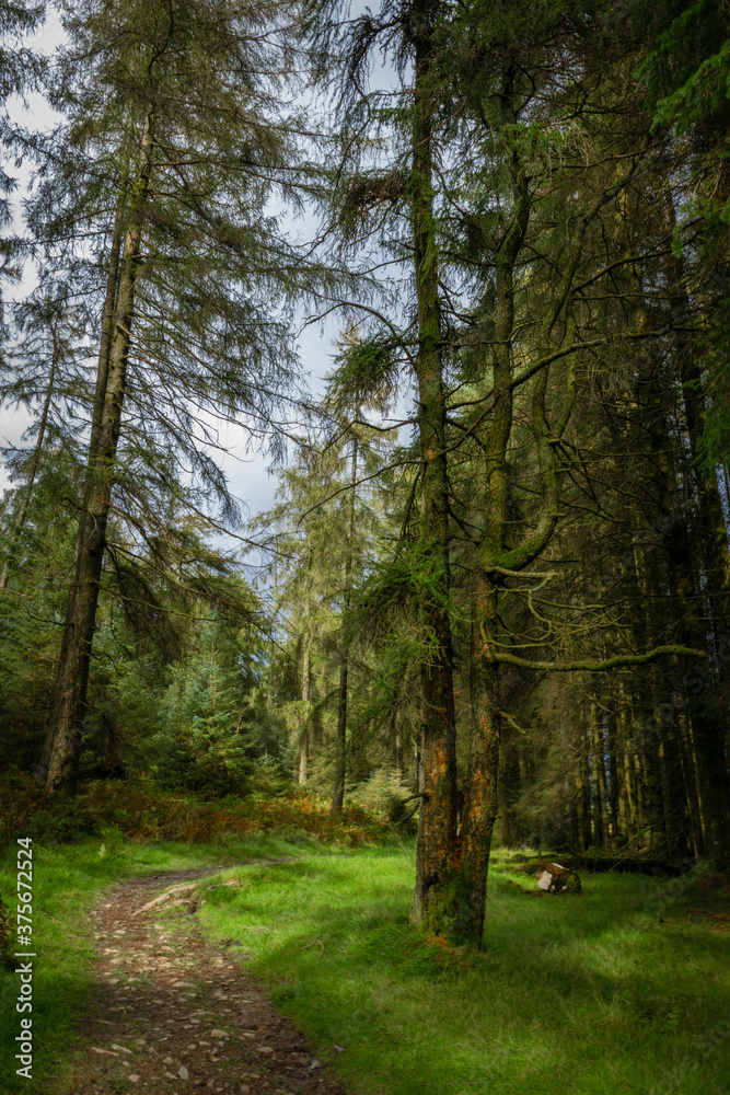 Walking path in the middle of forest Walking path in the middle of forest