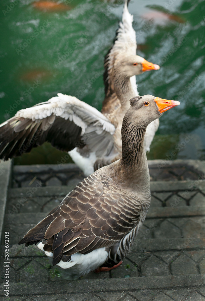 Pair of Geese