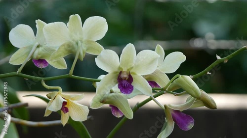 close up white with purple orchid flower in  garden