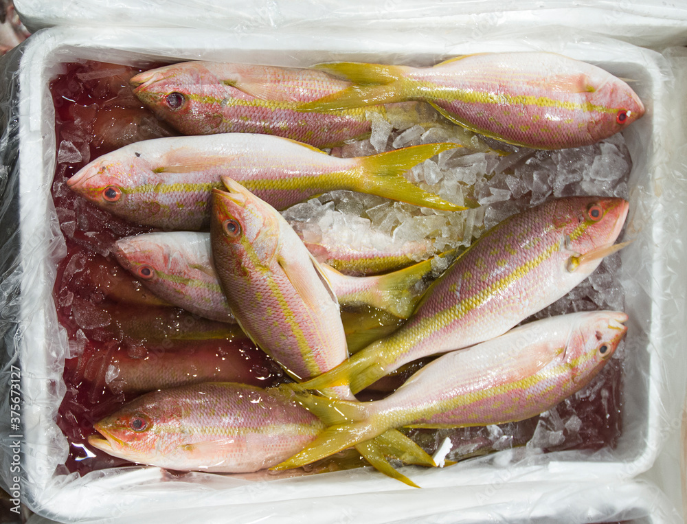 Fresh fish (snapper) for sale at a fish market Fresh fish (snapper) for sale at a fish market