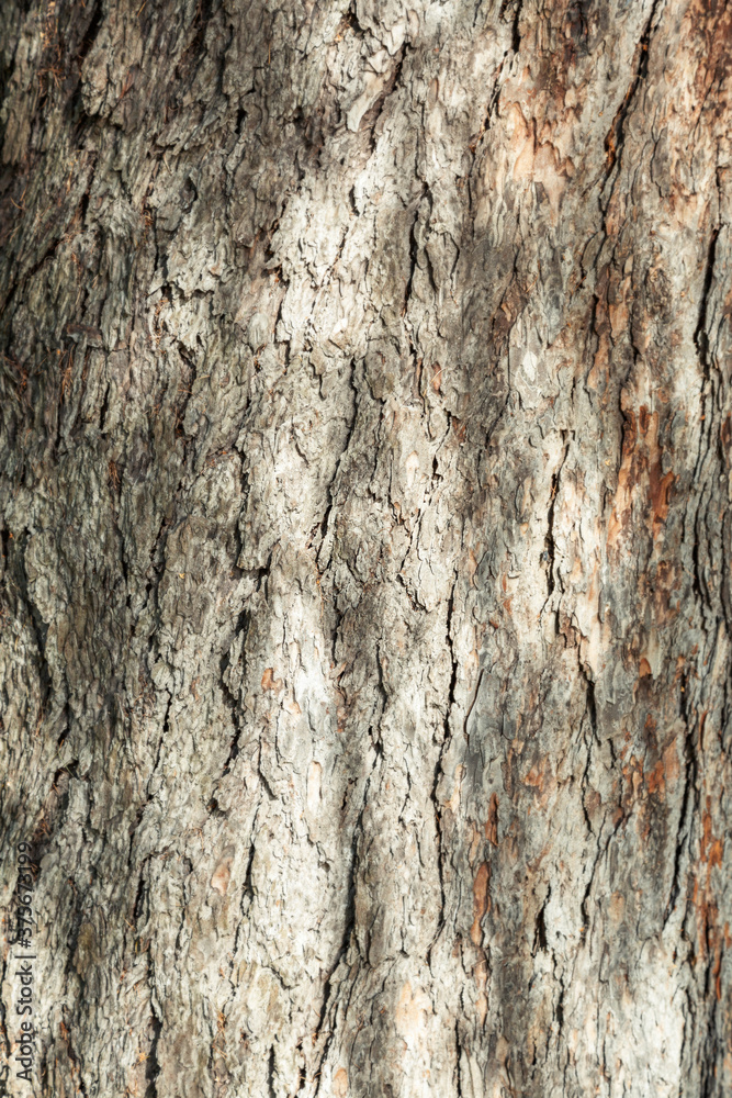 The textured surface of the bark of the old perennial deciduous tree The textured surface of the bark of the old perennial deciduous tree