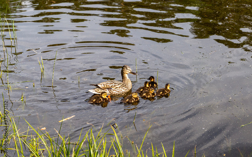 Mother Duck Leading Young to Safety © sedan504