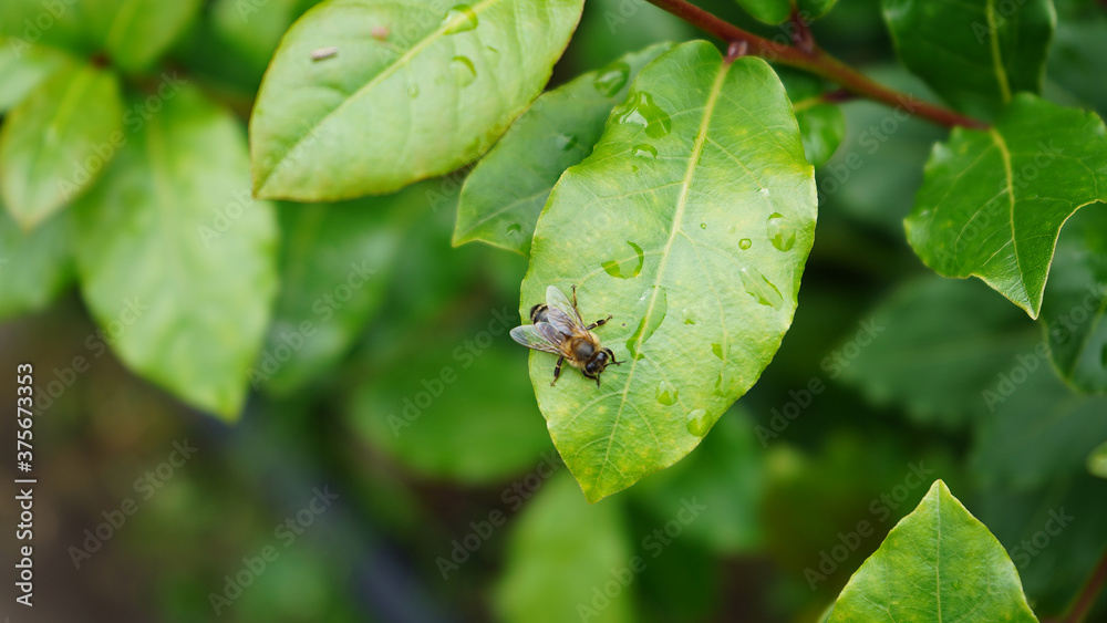 Bee On The leaf Bee On The leaf