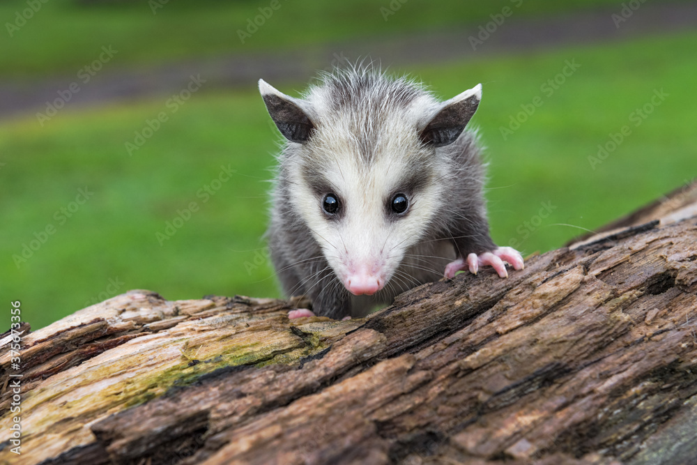 Obraz premium Opossum Joey (Didelphimorphia) Stares Straight Out From Atop Log Summer