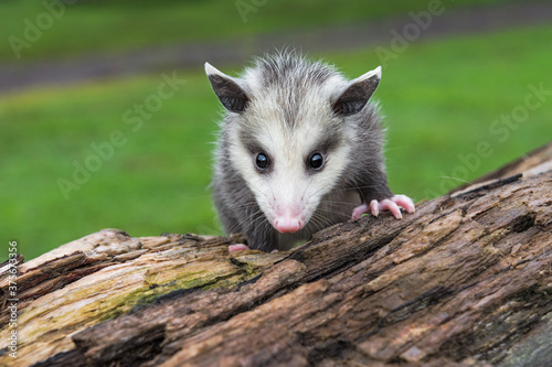 Opossum Joey (Didelphimorphia) Stares Straight Out From Atop Log Summer