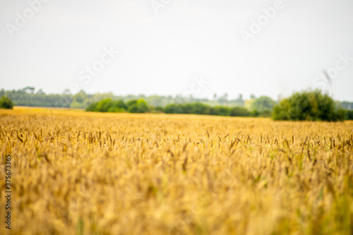 Ripe cereal field in summer  ready to be harvested. Major source of food.