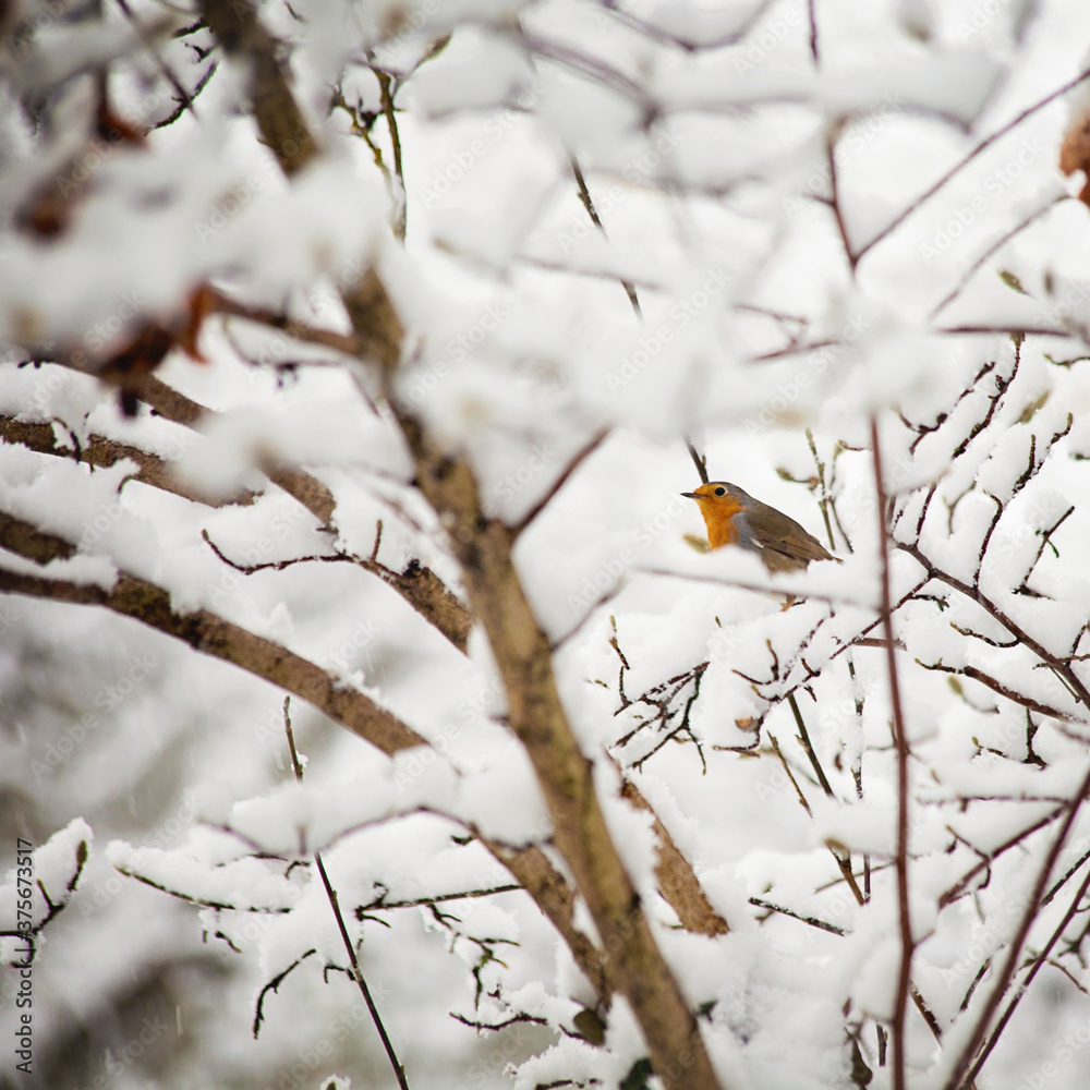 Bird perching on covered in snow tree branch Bird perching on covered in snow tree branch
