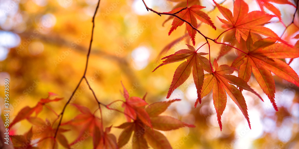 Autumn Japanese maple tree background with copyspace 紅葉したもみじの背景 コピースペース Autumn Japanese maple tree background with copyspace 紅葉したもみじの背景 コピースペース