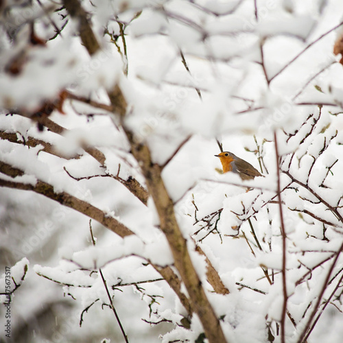 Bird perching on covered in snow tree branch photo