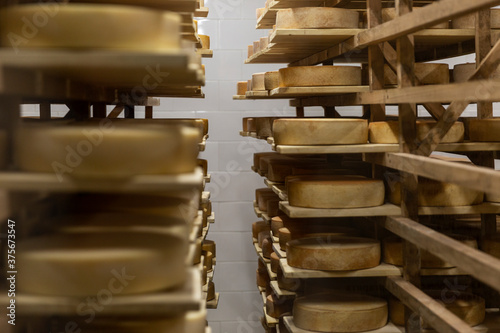 Cheese heads on wooden shelves in a cheese dairy storage. Close-up.