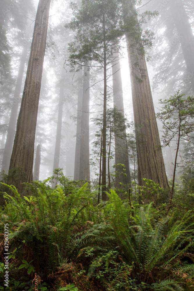 Tall coast redwood trees looming in the fog Tall coast redwood trees looming in the fog