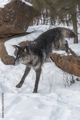 Black Phase Grey Wolf (Canis lupus) Jumps Off Rock Winter © geoffkuchera