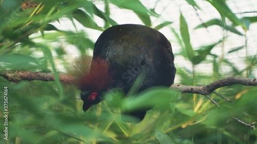 Handheld shot for a beautiful sleepy Crested partridge bird sitting on a tree branch and hiding between green leaves. Rollulus rouloul photo