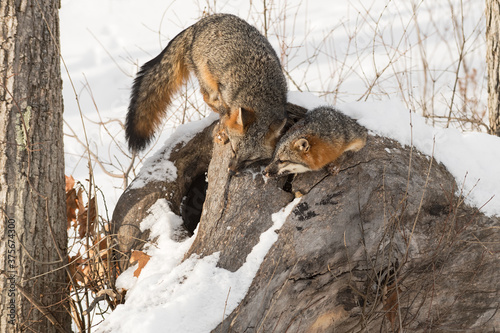 Grey Foxes (Urocyon cinereoargenteus) Interact In and On Log Winter photo