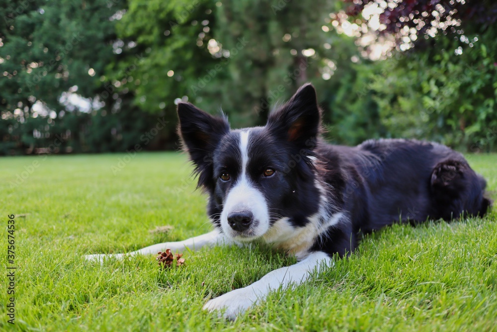 Cute Border Collie Lying Down on Grass in the Garden with Little Brown Cone. Curious Black and White Dog Looks at Camera.