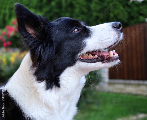 Happy Border Collie Smiles in the Garden. Side Portrait of Black and White Dog. 