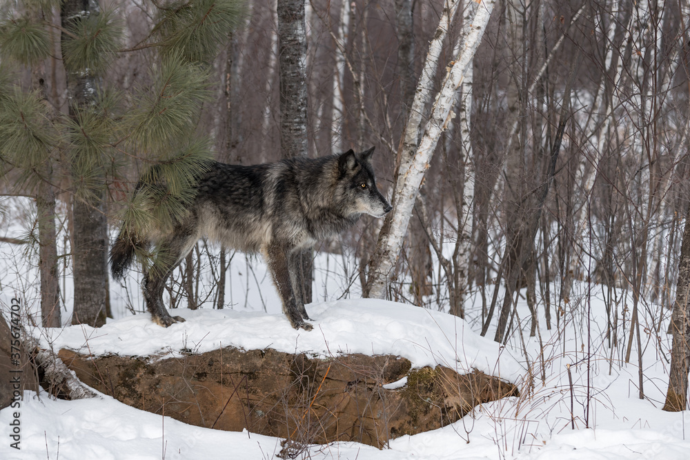 Obraz premium Black Phase Grey Wolf (Canis lupus) Stares Intently Right Atop Snow Covered Rock Winter