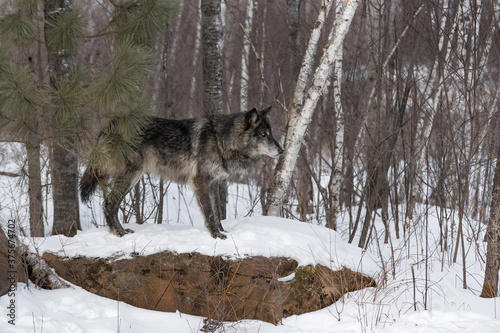 Black Phase Grey Wolf (Canis lupus) Stares Intently Right Atop Snow Covered Rock Winter © geoffkuchera