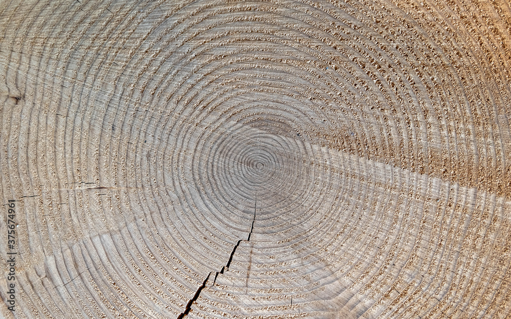 Naklejka premium tree trunk cut top view closeup, natural pattern background
