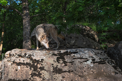 Grey Wolf  Canis lupus  Turns Right Head Down to Sniff on Rock Summer