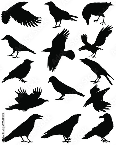 Set of vector silhouettes of birds. Collection of birds. Black birds. Birds silhouette, vector illustration.