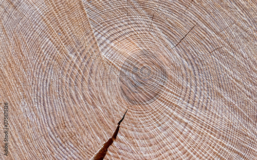 tree trunk cut top view closeup, natural pattern background
